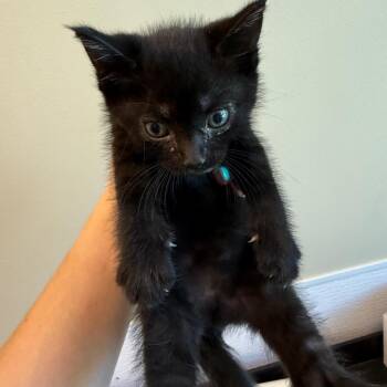 Thackery Binx -  Domestic Short Hair Cat for Adoption in Norman, Oklahoma - Thackery Binx | PetCurious