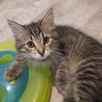 Sully -  Domestic Long Hair Cat for Adoption in Lauderdale, Minnesota - Sully | PetCurious