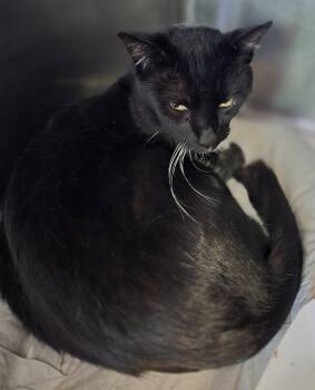 Mickey Jagger -  Domestic Short Hair Cat for Adoption in Windsor, Connecticut - Mickey Jagger | PetCurious