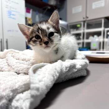 Soup -  Domestic Short Hair Cat for Adoption in Durham, North Carolina - Soup | PetCurious