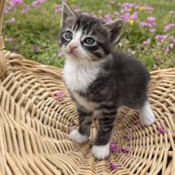 Domestic Short Hair Cats Available for Adoption in Chesapeake, Virginia - Remi | PetCurious