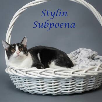 Stylin Subpoena C26-289 -  Domestic Short Hair Cat for Adoption in Lebanon, Tennessee - Stylin Subpoena C26-289 | PetCurious