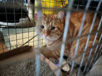 Rescue Domestic Short Hair Cats for Adoption in Clifton, New Jersey - Malcolm Courtesy Post | PetCurious