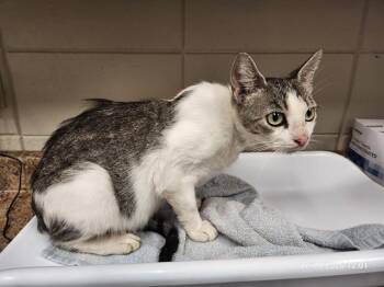 ALLSION -  Domestic Short Hair Cat for Adoption - ALLSION | PetCurious