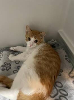 Jackson -  Domestic Short Hair Cat for Adoption in Hayward, Wisconsin - Jackson | PetCurious