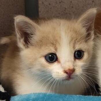 Prawn -  Domestic Short Hair Cat for Adoption in Cedar Rapids, Iowa - Prawn | PetCurious
