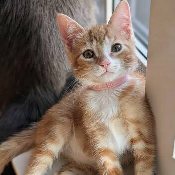 Mikan -  Domestic Short Hair Cat for Adoption in Portland, Oregon - Mikan | PetCurious