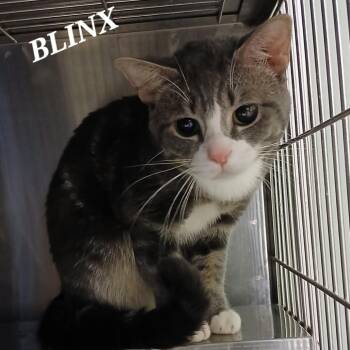 Rescue Domestic Short Hair Cats for Adoption in Richmond, Indiana - Blinx | PetCurious