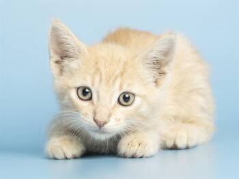 Domestic Short Hair Cats Available for Adoption in Phoenix, Arizona - FLYNN | PetCurious