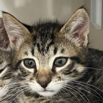 Domestic Short Hair Cats Available for Adoption in Redwood City, California - Leighton (aqua Collar) | PetCurious