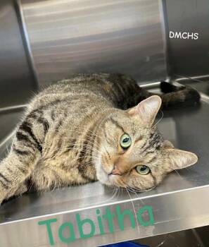 Rescue Domestic Short Hair Cats for Adoption in Burlington, Iowa - Tabitha | PetCurious
