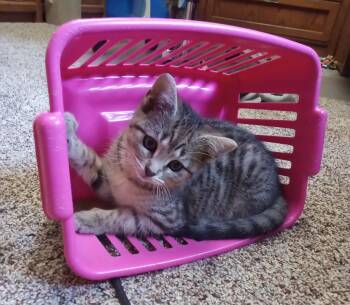 Macaroon -  Domestic Short Hair Cat Available for Adoption in Lemoyne, Pennsylvania - Macaroon | PetCurious