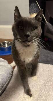 Rescue Domestic Short Hair Cats for Adoption in Boston, Massachusetts - Wolfgang | PetCurious