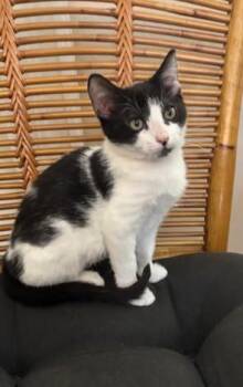 CHLOE -  Domestic Short Hair Cat for Adoption in Sacramento, California - CHLOE | PetCurious