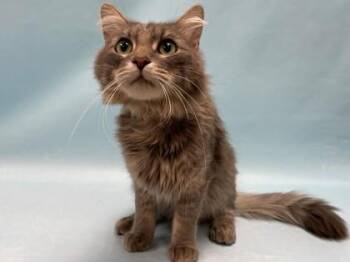Boris -  Domestic Medium Hair and Domestic Short Hair Cat for Adoption in Minneapolis, Minnesota - Boris | PetCurious