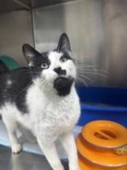 Ariana -  Domestic Short Hair Cat for Adoption in Whitby, Ontario - Ariana | PetCurious
