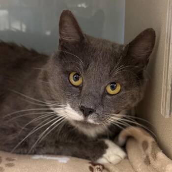 Myst -  Domestic Short Hair Cat for Adoption in Cumming, Georgia - Myst | PetCurious