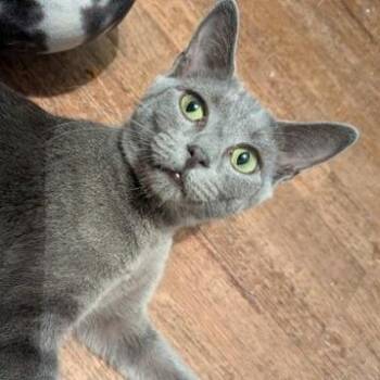 Domestic Short Hair Cats Available for Adoption - Indre (bonded With Bronte) | PetCurious