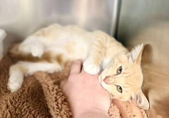 Tanner -  Domestic Short Hair Cat for Adoption in Petersburg, Virginia - Tanner | PetCurious