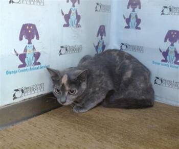 DUTCHESS -  Domestic Short Hair Cat for Adoption in Orlando, Florida - DUTCHESS | PetCurious