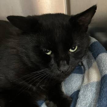 Perch -  Domestic Short Hair Cat for Adoption in Grand Rapids, Michigan - Perch | PetCurious