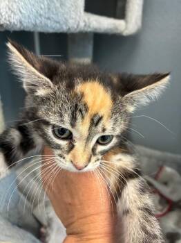 Inga -  Domestic Short Hair Cat Available for Adoption in Bloomington, Indiana - Inga | PetCurious