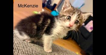 McKenzie -  Domestic Short Hair Cat for Adoption in Chalfont, Pennsylvania - McKenzie | PetCurious