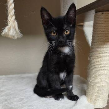 Phinley -  Domestic Short Hair Cat for Adoption in Houston, Texas - Phinley | PetCurious
