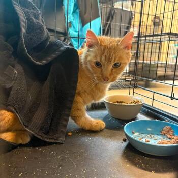 Domestic Short Hair Cats Available for Adoption in Huntington, West Virginia - Gamma | PetCurious