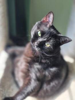 Plum -  Domestic Short Hair Cat for Adoption in Fairfax, Virginia - Plum | PetCurious