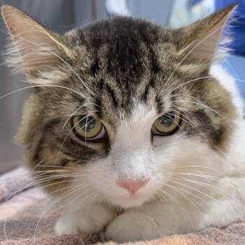 George -  Domestic Medium Hair Cat for Adoption in Providence, Rhode Island - George | PetCurious