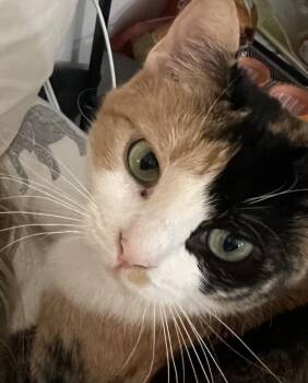 Rescue Calico and Tabby Cats for Adoption in New York, New York - MAMA CALLIE -- Cuddle Bug | PetCurious