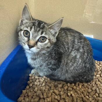 Domestic Short Hair Cats Available for Adoption in Blue Ridge, Georgia - Fireball | PetCurious