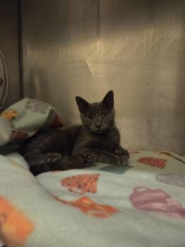 Russian Blue Cats Available for Adoption in Flint Hill, Virginia - Coco | PetCurious