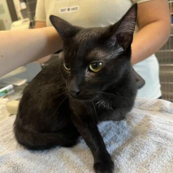 Pumpkin Patch -  Domestic Short Hair Cat for Adoption in Oak Brook, Illinois - Pumpkin Patch | PetCurious