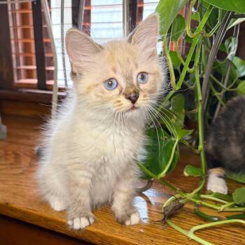 Snowball BurrPurr 56583 -  Domestic Medium Hair and Siamese Cat for Adoption in Eaton Rapids, Michigan - Snowball BurrPurr 56583 | PetCurious