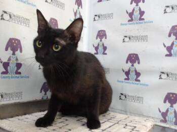 SOLANGE -  Domestic Short Hair Cat for Adoption in Orlando, Florida - SOLANGE | PetCurious