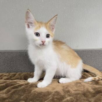 Sally -  Domestic Short Hair Cat for Adoption in Mount Carmel, Illinois - Sally | PetCurious