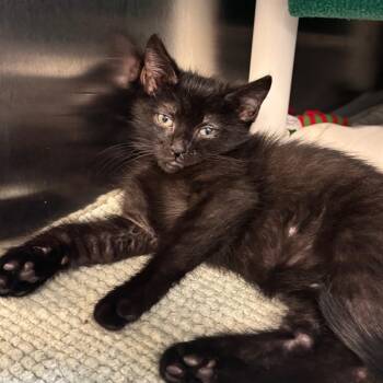 Bada-Boom -  Domestic Short Hair Cat for Adoption in Charlottesville, Virginia - Bada-Boom | PetCurious