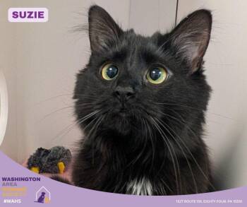 Domestic Long Hair Cats Available for Adoption in Eighty Four, Pennsylvania - Suzie | PetCurious