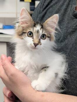 GOLDIE -  Domestic Medium Hair Cat for Adoption in Canfield, Ohio - GOLDIE | PetCurious