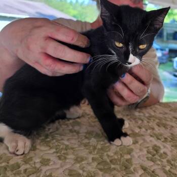 Winona -  Domestic Short Hair Cat for Adoption in Concord, New Hampshire - Winona | PetCurious