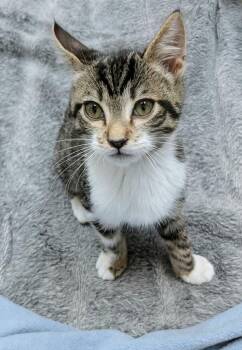 Rescue Domestic Short Hair Cats for Adoption in Santa Rosa, California - Rupert | PetCurious