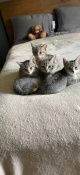 Linebacker -  Domestic Short Hair Cat for Adoption in Broomall, Pennsylvania - Linebacker | PetCurious