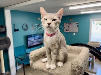 Lotus -  Tabby Cat for Adoption in Scottsburg, Indiana - Lotus | PetCurious