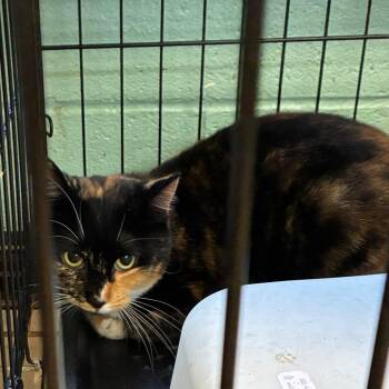 Meowly Cyrus -  Domestic Short Hair Cat for Adoption in Gadsden, Alabama - Meowly Cyrus | PetCurious