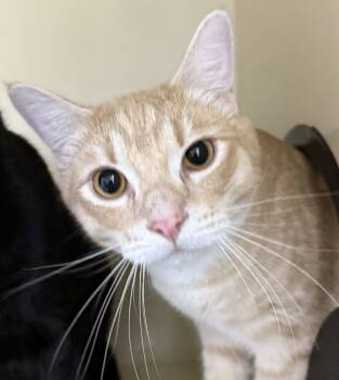 Rescue Domestic Short Hair Cats for Adoption in Arlington, Washington - Yam | PetCurious