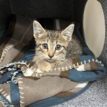 Cutie-pie -  Domestic Short Hair Cat for Adoption in Leander, Texas - Cutie-pie | PetCurious