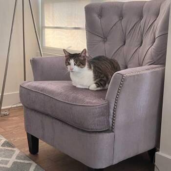 Harvey -  Domestic Short Hair Cat for Adoption in Alexandria, Virginia - Harvey | PetCurious
