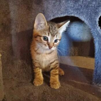 Bruno Birchett -  Domestic Short Hair Cat for Adoption in Eagle Mountain, Utah - Bruno Birchett | PetCurious
